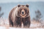 Теплый ноябрь в Приамурье мешает медведям уйти в спячку
