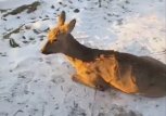 Амурские охотоведы поймали на улице в Зее испуганную косулю и выпустили ее в лес