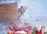 Дед Мороз для «хвостика»: волонтеры Благовещенска устроили новогоднюю акцию для бездомных животных