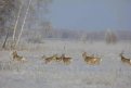 В Приамурье сохраняется тенденция к снижению случаев браконьерства. Фото: amurohota.amurobl.ru