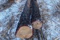 Амурчанин срубил без разрешения шесть лиственниц. Фото: minlhpb.amurobl.ru