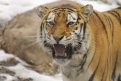 Тигра действительно поймали в районе Знаменки, но в Приморском крае. Фото: freepik.com