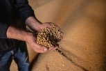 Амурская область экспортировала в пять стран мира почти 900 тысяч тонн зерна