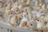 Вокруг крупных птицефабрик Амурской области усилят мониторинг по птичьему гриппу