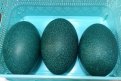 На страусиной ферме Статешиных ждут появления четвертого яйца. Фото: t.me/stat_birds