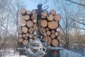 За незаконную вырубку деревьев нарушителю грозит уголовная ответственность. Фото: t.me/amurles