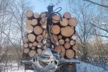 В Архаринском округе «черный» лесоруб напилил берез и дубов на четверть миллиона рублей
