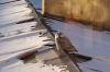 Краснокнижная сова погибла в Февральске: охотившуюся в поселке хищницу нашли мертвой на дереве