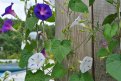 В Приамурье растет ипомея пурпурная, этот вид цветка не попадает под запрет. Фото: nevyazma.ru