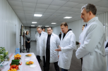 Федерального министра накормили амурскими овощами: Алексей Чекунков побывал на «Тепличном»
