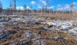 Четыре гектара лиственниц незаконно вырубили в Сковородинском округе