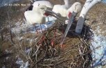 Второй аист прилетел в оборудованное видеокамерой гнездо в амурском заказнике