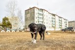 Отпустить или усыпить: на Дальнем Востоке решают судьбу бездомных собак