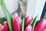 Цветочные коты: обзор самых ярких снимков фотоконкурса «Амурской правды»