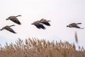 Сезон охоты на гусей и селезней уток стартует 20 апреля в Амурской области. Фото: freepik.com