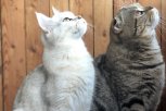 Черные, белые, красные: на конкурс «Мартовский кот» читатели АП прислали более 500 фотографий