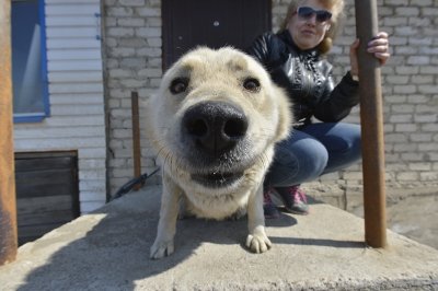 Хозяева Дружка предлагают установить памятник собаке во Владимировке