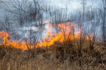 Пожарные отбили Белогорье от огня