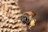 Из-за вражды двух семей в области может появиться новый закон о пчелах