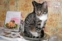 Кошка Муся: «Приготовьте мне рыбку по-рыбному в рыбном соусе». Хозяин Сергей, Благовещенск.