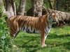 «Путинские» тигры перешли на крупную добычу