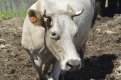 Оранжевые серьги для коров повысят гражданскую ответственность у людей. Фото: Андрей Анохин