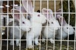 Братство кроликов: почему трудно увеличить поголовье кроликов на уникальной ферме в Бурейском районе