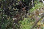 Амурские охотоведы готовят подкормку для диких животных