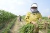Почему китайские фермеры не хотят выращивать сою