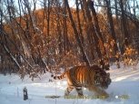 Президентская тигрица Илона решила остаться в Хинганском заповеднике