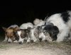 Пять благовещенских бездомных собак переехали в Москву