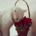 @violayanenko: Дефицит цветов в организме