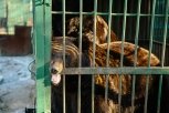 В амурском эколого-биологическом центре впали в спячку четыре медведя