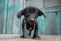 К решению проблемы бездомных собак благовещенские власти привлекут зоозащитников