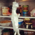dana__che: У кого что в холодильнике, а у нашей бабушки там повесилось нечто!