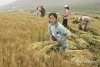 Китайские аграрии довели земли провинции Хэйлунцзян до деградации