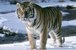 Фонд WWF предложил жителям Приамурья пробежать наперегонки с амурским тигром (видео)