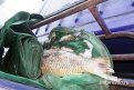 Китайцы пытались незаконно вывезти из Приамурья рыбу