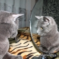 safonova_victoriya: Истинная девушка...без зеркальца никуда.