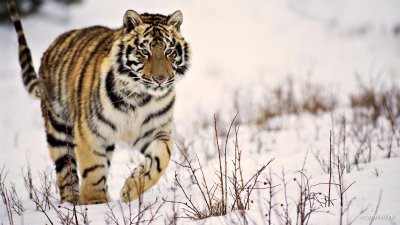 Амурский тигр-мигрант Боря вернулся в Приамурье