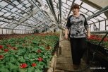 В оранжерее Благовещенска готовят полмиллиона растений для уличных клумб