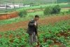 Власти Китая намерены популяризировать непопулярный в стране картофель