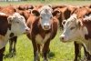 Ставка на животноводство: почему областные власти решили изменить приоритеты господдержки