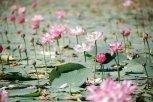 Время цветения лотосов заканчивается в Амурской области