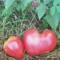 Sofi88ya: Любовь не прошла и помидоры не завяли!