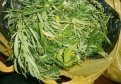В Бурейском районе у водителя изъяли 600 граммов гашишного масла и килограмм марихуаны
