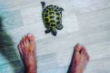andrey_shelevoy: черепаха кусает ноги и ползает по стенам. Что делать?