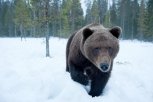 В Приамурье медведь бродит около детского сада