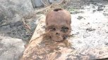 Белогорские следователи отправили на экспертизу найденные в огороде скелеты
