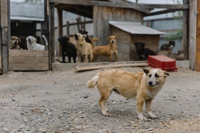 Благовещенский «Остров спасения» официально приостановил прием бездомных животных
